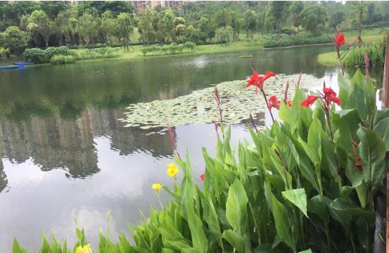 黑臭水体怎么处理？农村黑臭水体羞羞漫画十八禁方案